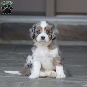 Honey, Cavapoo Puppy